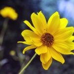 Arnica