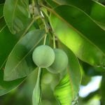 Calophylle ou tamanu huile