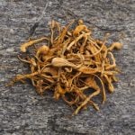 Cordyceps champignon tibétain