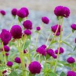 Gomphrena