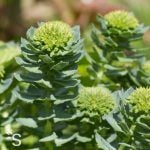 Rhodiola rosea