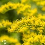 Verge d'or solidago