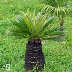 Sabal saw palmetto