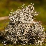 Lichen d'Islande