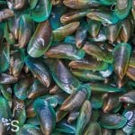 Orles verts moules