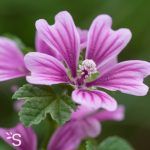 Mauve sylvestre