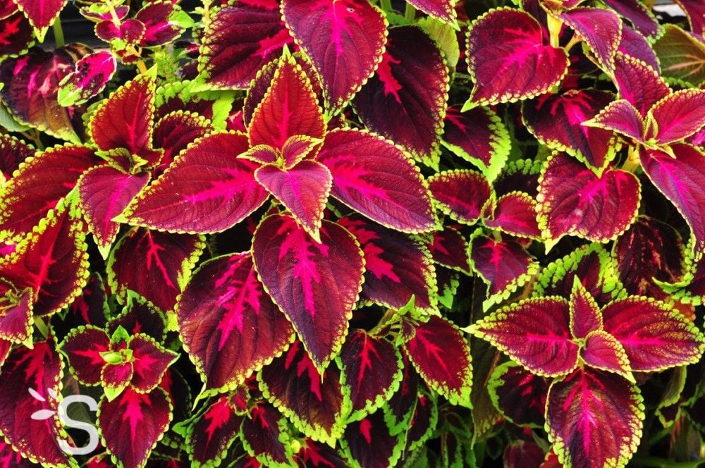 coleus