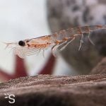 Krill