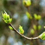 Soutenir un régime minceur - bourgeons figuier, aubépine & genévrier - Bourgeon