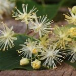 Cure / Recette - Soulager l'épine calcanéenne  - aubier de tilleul