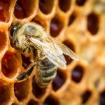 Déchaussement des dents, problèmes gingivaux - bain de bouche propolis sauge