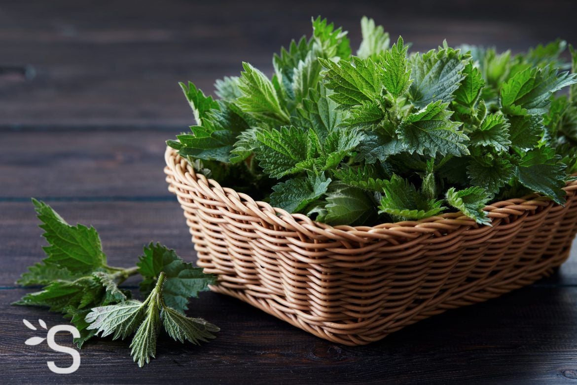 Cure alcalinisante à l’Ortie