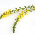 Fleur de Bach Agrimony - aigremoine 1