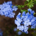 Fleur de Bach Cérato - plumbago    5.