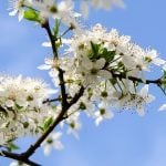 Fleur de Bach Cherry plum - prunus 6