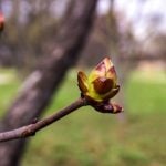 Fleur de Bach Chestnut bud - bourgeon de marronnier 7