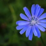 Fleur de Bach Chicory - chicorée 8