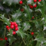 Fleur de Bach Holly - houx 15