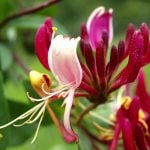 Fleur de Bach Honeysuckle - chèvrefeuille 16