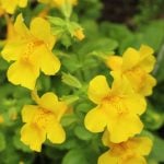 Fleur de Bach Mimulus - mimule 20