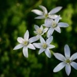 Fleur de Bach Star of bethlehem - dame de 11 heures 29