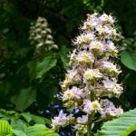 Fleur de Bach White chestnut - marronnier blanc 35