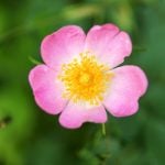 Fleur de Bach Wild rose - églantier 37