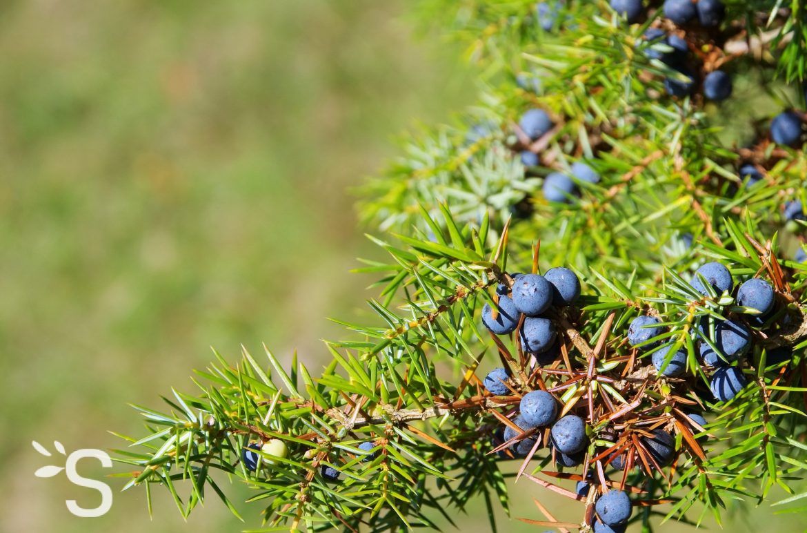 Genevrier des montagnes
