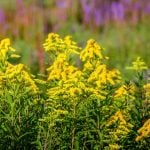 Verge d'or ou solidago