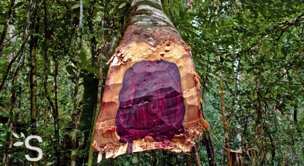 lesen Verdicken Außerdem le bois de rose Papua NeuGuinea Monet sehr