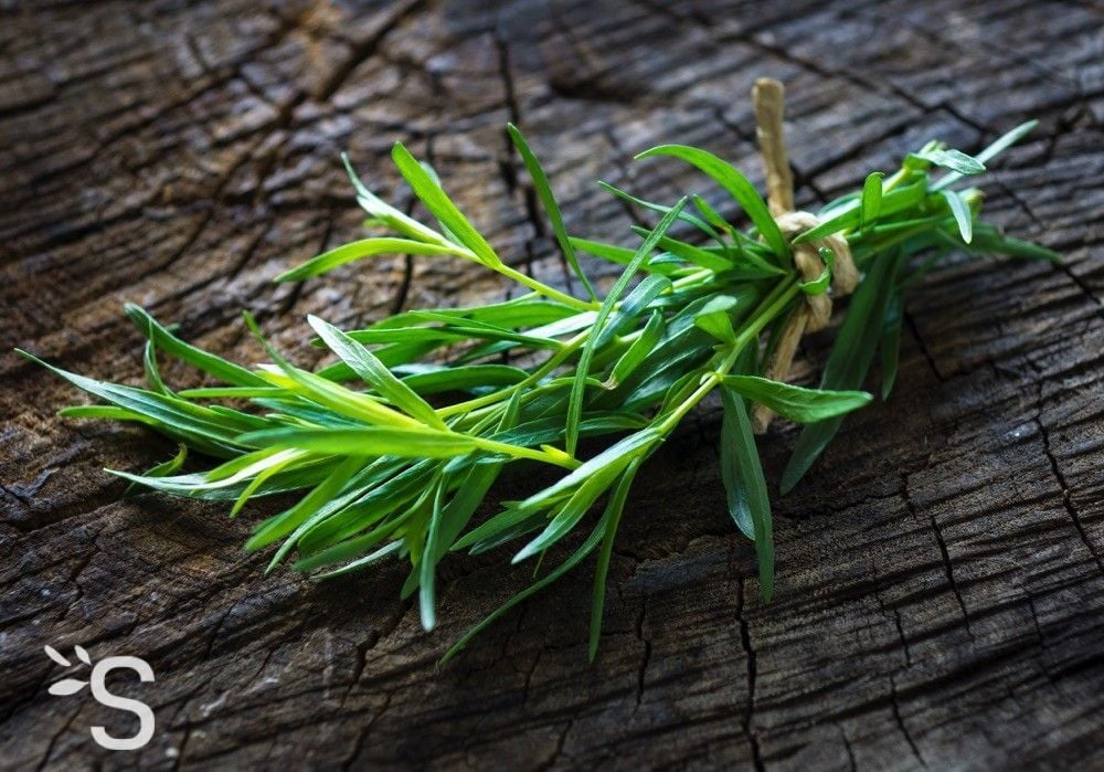 Huile essentielle d'estragon - L'herbier des Alpes