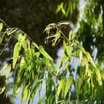 Eucalyptus citriodora