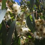 Eucalyptus radiata