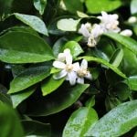 Neroli