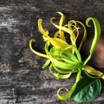 Ylang ylang complète