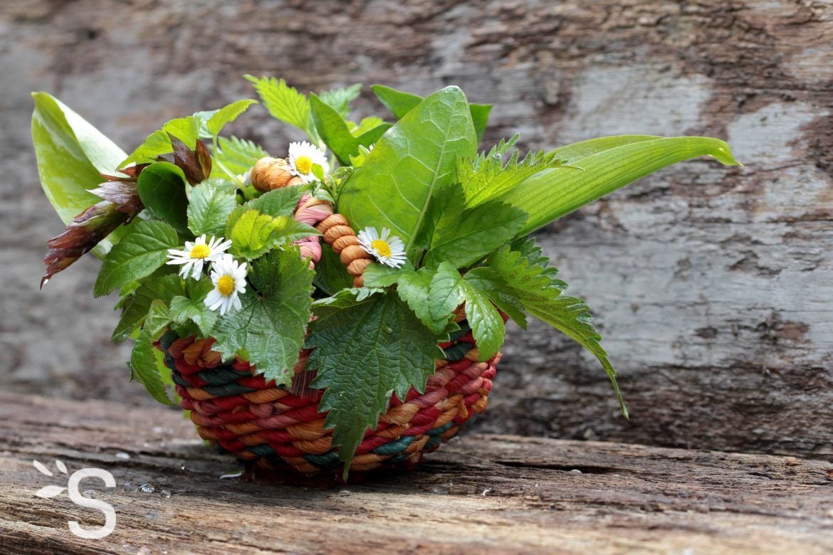 Cueillette des plantes