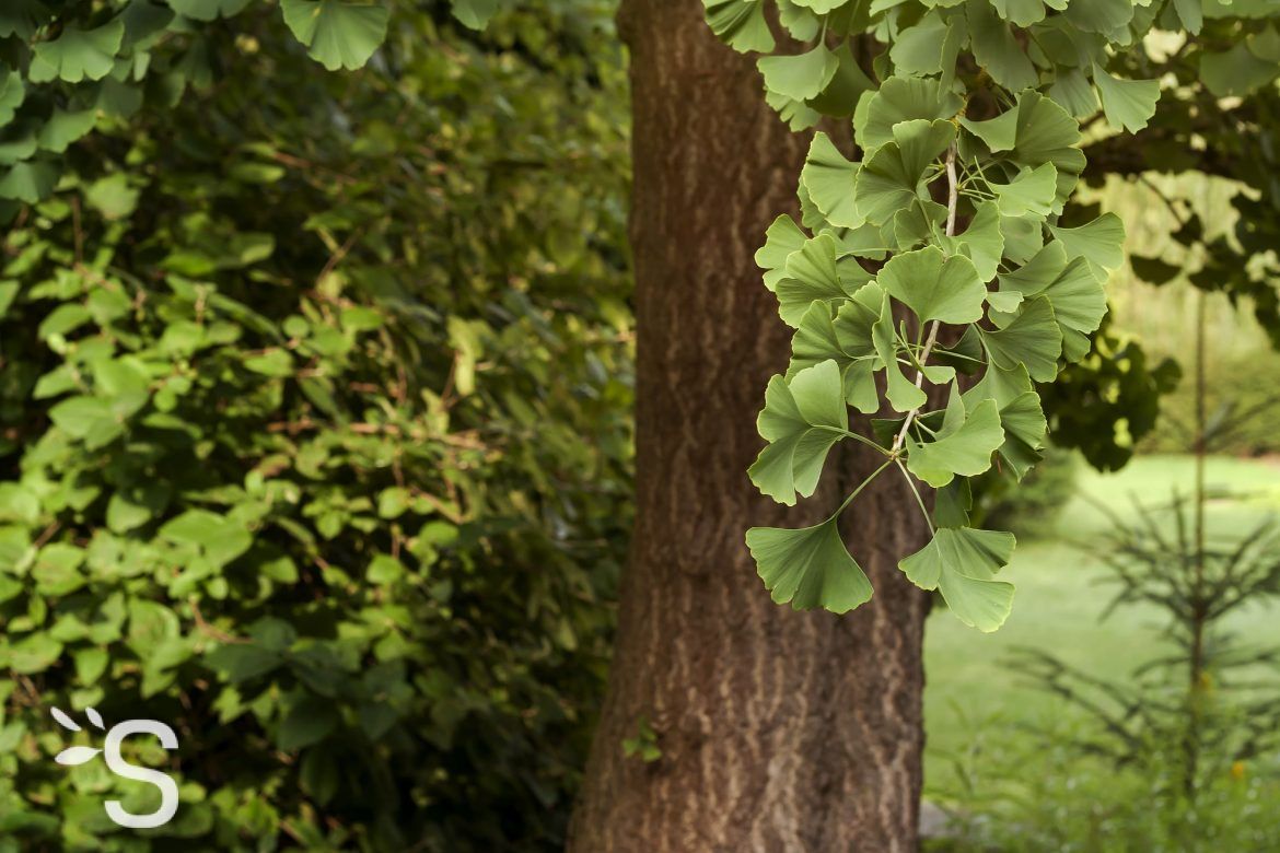 Ginkgo biloba - Bourgeon