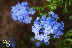 Fleurs de Bach