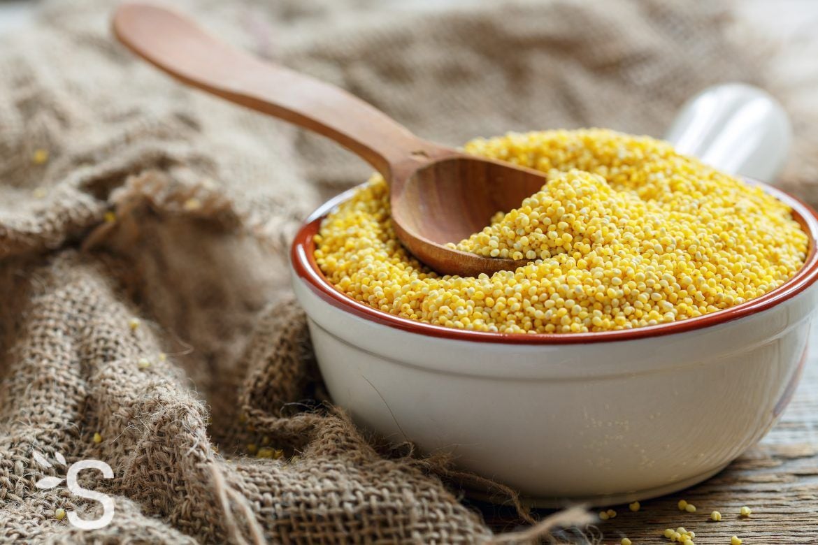 Le millet un « super aliment » sans gluten