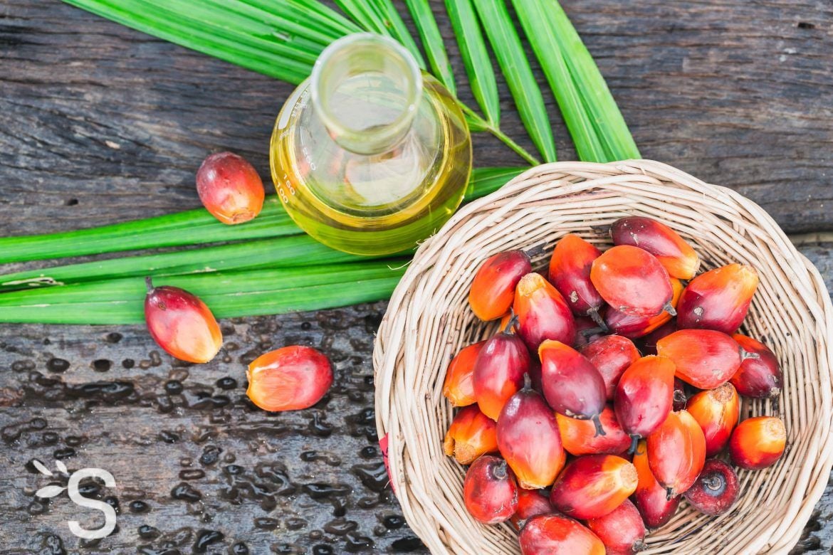 Huile de palme : ce qu’il faut savoir