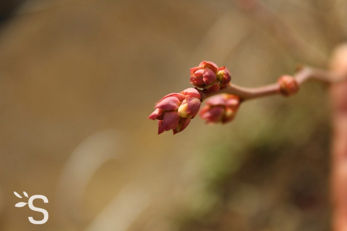 Myrtillier - Bourgeon