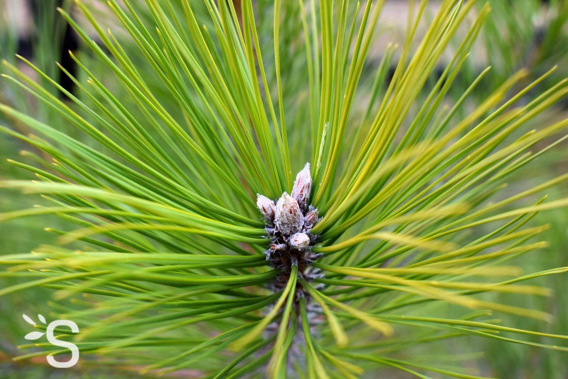 Pin - Bourgeon