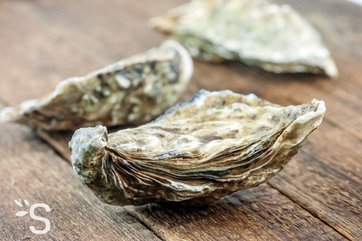 Poudre d’huitre