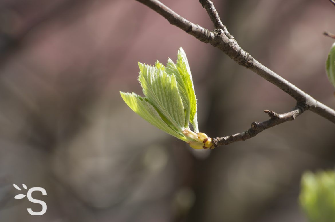 A   GEMMOTHERAPIE - Bourgeon