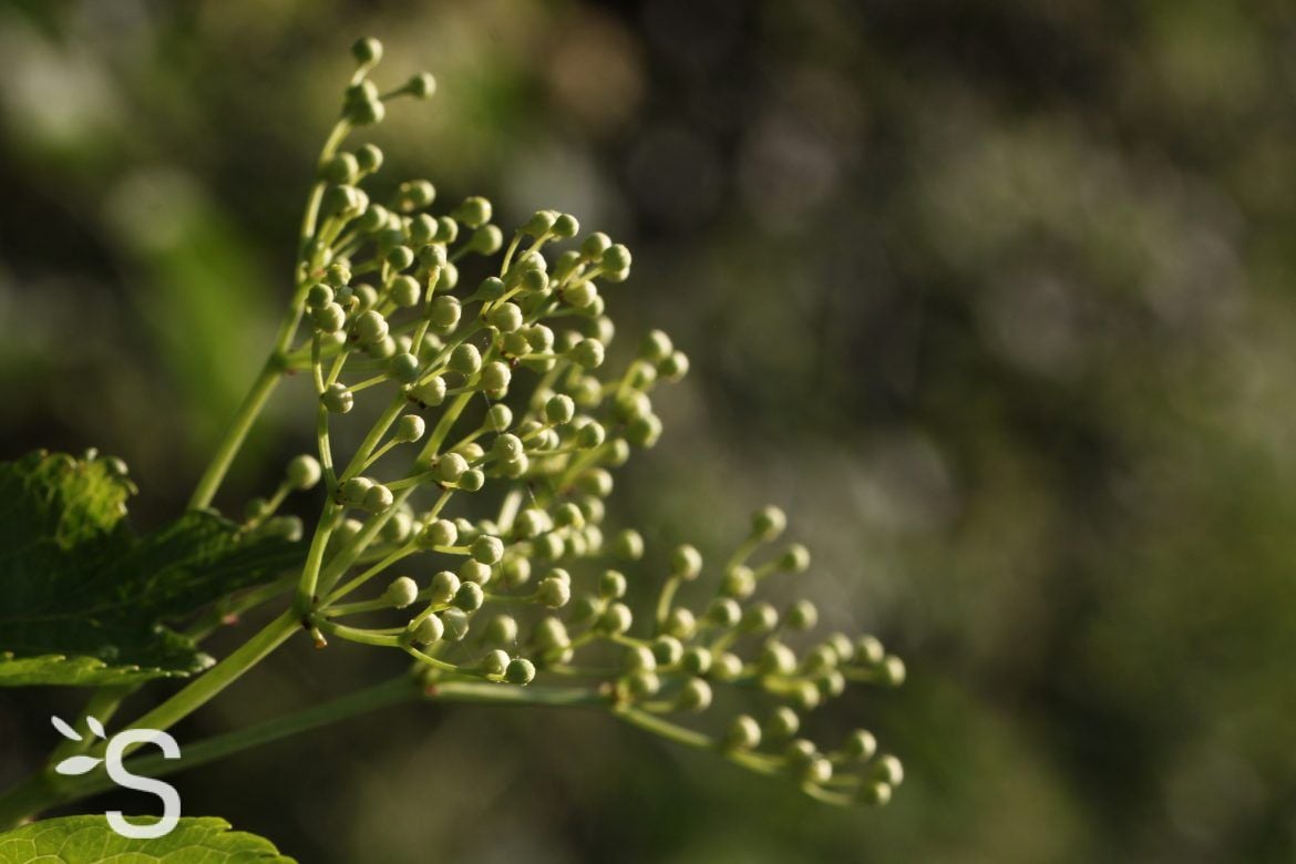 Sureau noir - Bourgeon