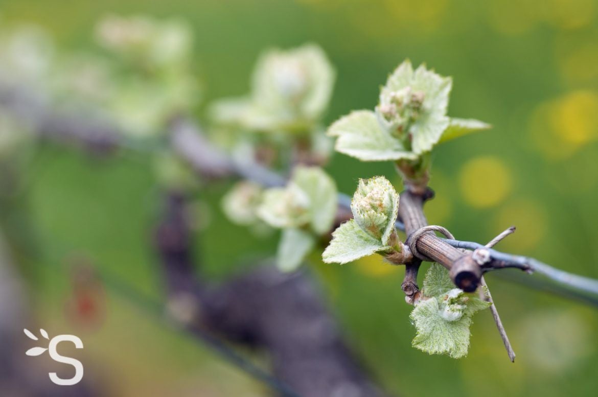 Vigne vierge - Bourgeon
