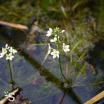 Fleur de Bach Water violet - violette d'eau 34