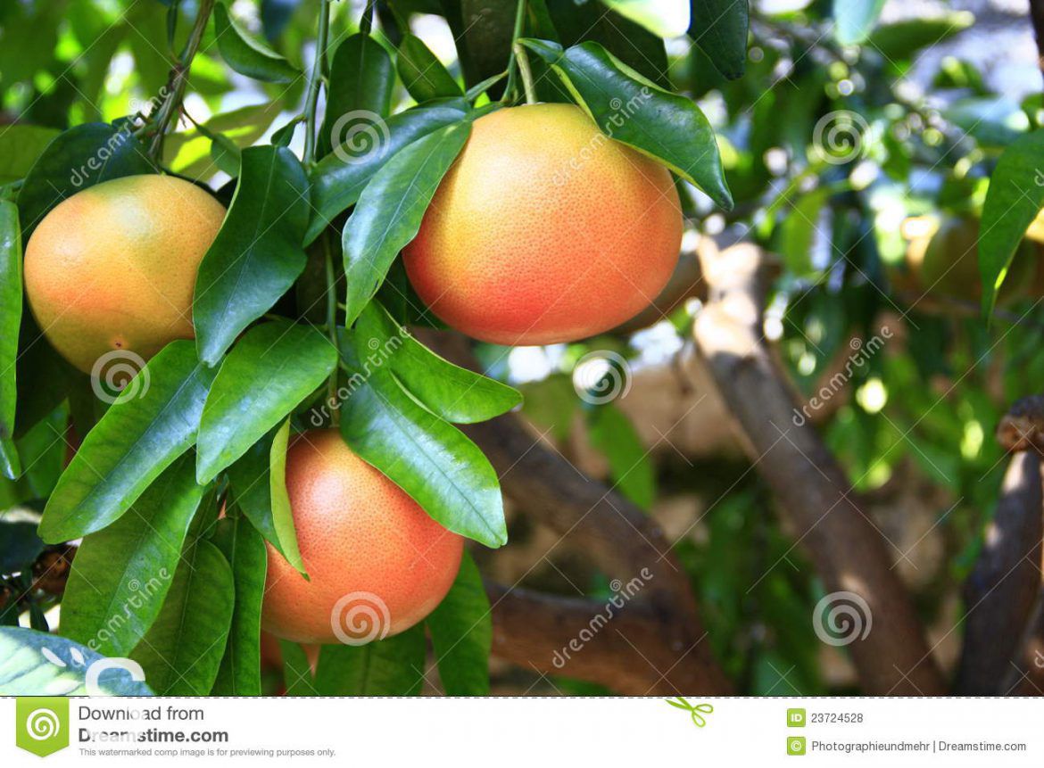 EPP extrait de pépins de pamplemousse, un anti-infectieux doux et polyvalent